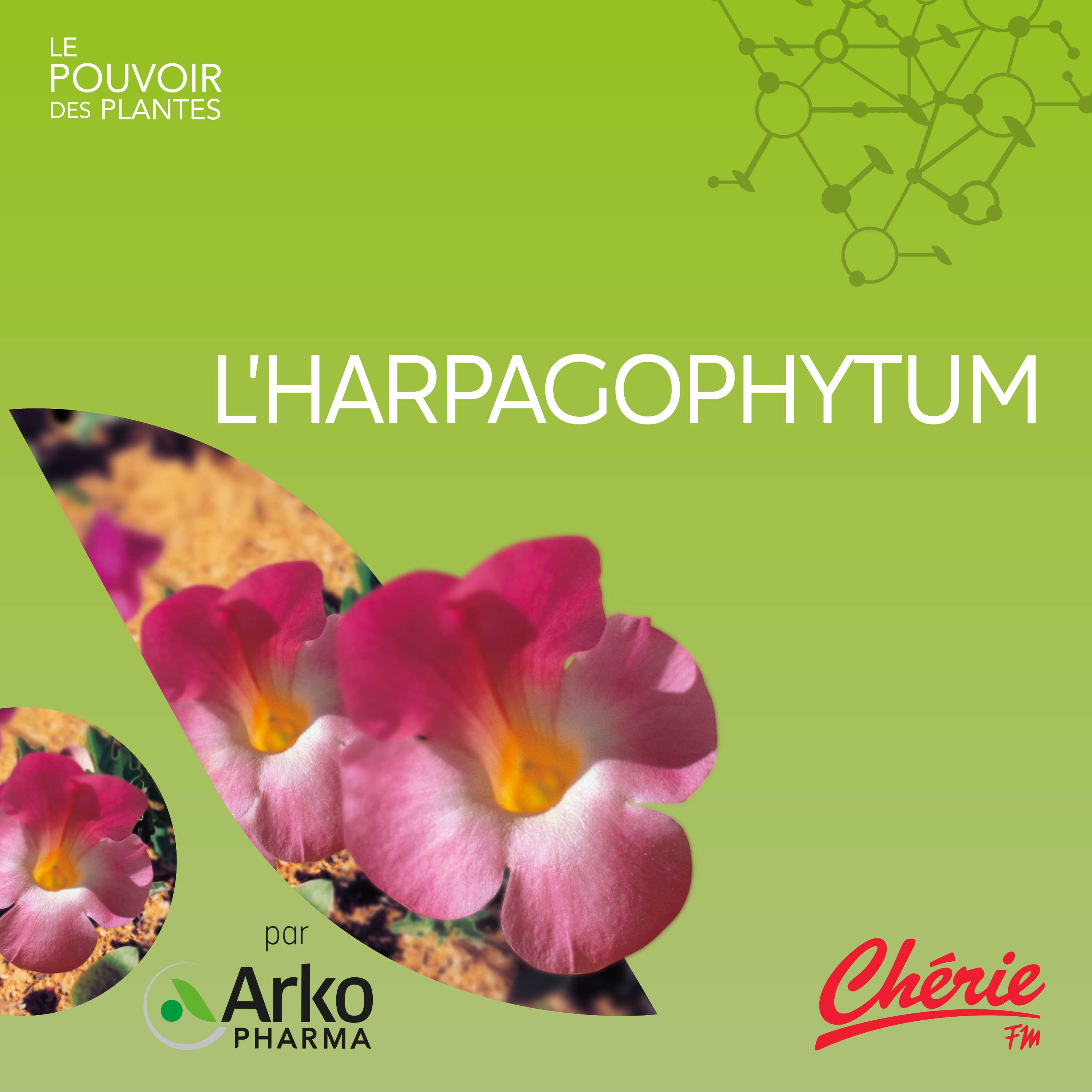 L'Harpagophytum